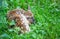 A newborn fawn hides in a grassy suburban lawn