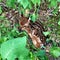 Newborn fawn hiding in the underbrush.