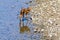 Newborn Fawn on rocky river shore