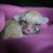 Newborn fennec fox cub on hand, 2 weeks old