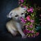 Newborn fennec fox cub with pink flowers