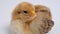 Newborn fluffy yellow brown chicken on white background close-up. Baby chickens. Little Domestic birds. Housekeeping