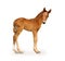 Newborn foal