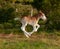 Newborn foal clydesdale horse