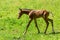 Newborn foal doing first run