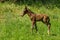 Newborn foal doing first run on a spring pasture