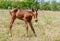 Newborn foal doing first steps