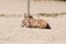 Newborn foal lies in the sand in a rural setting on the farm