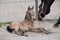 Newborn foal lies in the sand in a rural setting on the farm