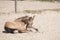 Newborn foal lies in the sand in a rural setting on the farm