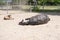 Newborn foal lies in the sand in a rural setting on the farm. mare rolls in the sand, Two horses