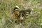 Newborn funny yellow fluffy duckling is on the green grass and basks in the spring sun