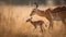 Newborn Gazelle Fawn Taking Its First Steps