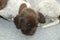Newborn German shorthaired pointer puppy