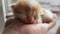 Newborn ginger white kitten rest in human palm