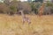 Newborn giraffe in the clearing. Kenya, Africa