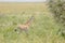 Newborn giraffe in savannah