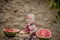 A newborn girl sits on the bare ground between rows of green grapes next to a red watermelon