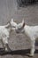 Newborn goat on the farmyard. Portrait of baby goat