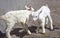 Newborn goat on the farmyard. Portrait of baby goat