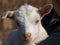 Newborn goat, South Bohemia