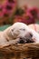 Newborn golden retriever puppy. Tender photo of a dog. Pet at home.