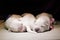 Newborn golden retriever puppy. Tender photo of a dog. Pet at home.