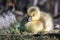 Newborn Gosling Sleeping Quietly on the Soft Ground