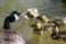Newborn Goslings Learning to Swim and Argue Under the Watchful Eye of Mother