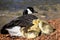 Newborn Goslings Quietly Napping Beside Their Mother