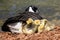 Newborn Goslings Quietly Napping Beside Their Mother