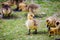 Newborn goslings in the springtime