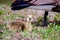 Newborn goslings in the springtime