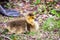 Newborn goslings in the springtime