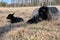 Newborn Gotland sheep lambs in a meadow on a farm in Skaraborg Sweden