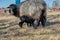 Newborn Gotland sheep lambs in a meadow on a farm in Skaraborg Sweden