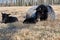 Newborn Gotland sheep lambs in a meadow on a farm in Skaraborg Sweden