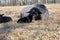 Newborn Gotland sheep lambs in a meadow on a farm in Skaraborg Sweden