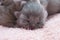 Newborn gray kitten sleeps on a pink bedspread