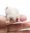 Newborn hamster