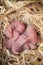 Newborn hamster pups in the straw nest