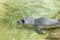 Newborn harbour seal (Phoca vitulina)