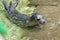Newborn harbour seal (Phoca vitulina)