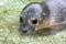 Newborn harbour seal (Phoca vitulina)