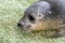 Newborn harbour seal (Phoca vitulina)