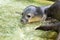 Newborn harbour seal (Phoca vitulina)