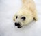 Newborn harp seal pup