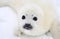 Newborn harp seal pup