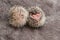 Newborn hedgehogs on soft gray fur. Two hedgehogs. African white-bellied hedgehog.