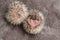 Newborn hedgehogs on soft gray fur. Two newborn hedgehogs. African white-bellied hedgehog.